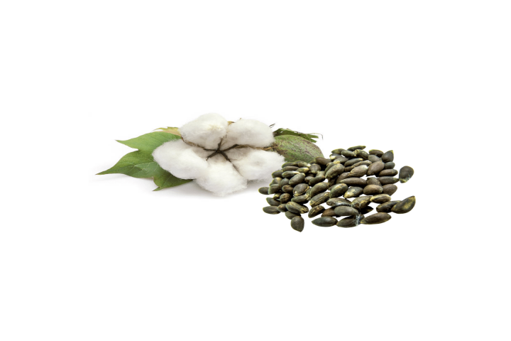 cotton seeds over white background